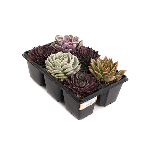 Unbranded 6-Pack Succulent
