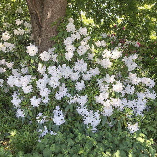 DIRECT GARDENING Chinoides White Flowering Rhododendron Broadleaf Evergreen  Starter Shrub (1-Pack) 96146 - The Home Depot
