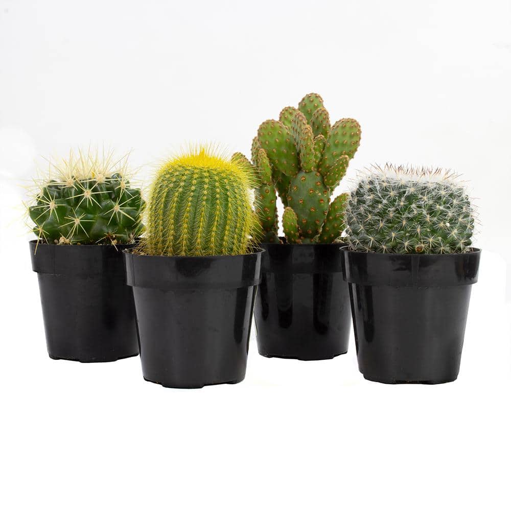 Vibrant Cacti Quartet: 4-Inch Multicolor Indoor Succulent Collection