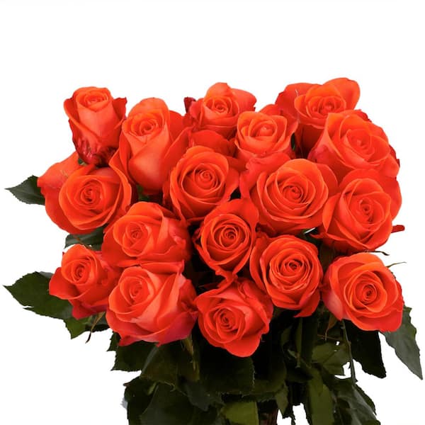 Globalrose Fresh Terracotta Color Roses (100 Stems)