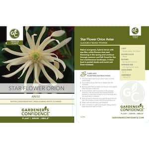 2 Gal. Star Flower Orion Live Broadleaf Evergreen Shrub (Illicium) with Scented Foliage and White Flowers