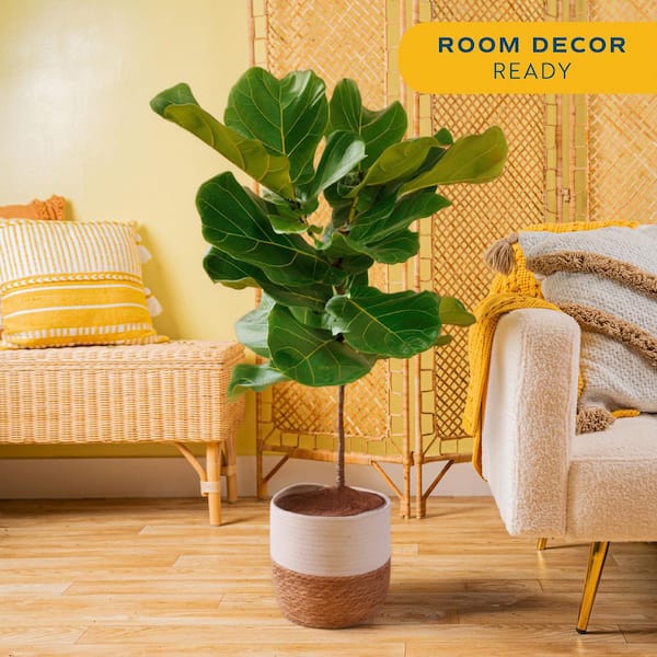 Costa Farms Ficus Lyrata Fiddle Leaf Fig Indoor Plant in 10 in