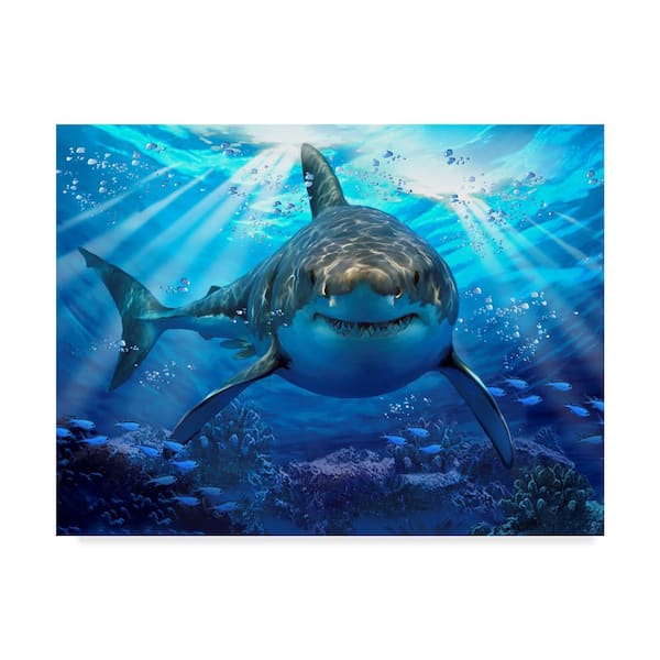 shark framed pictures