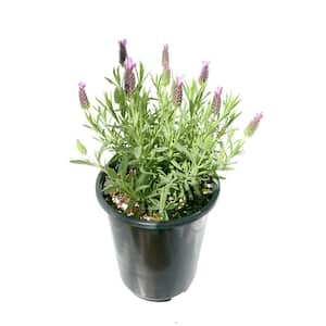 1.5GL Lavender stoechas Perennial Plant with Purple Flowers - 1 Pack
