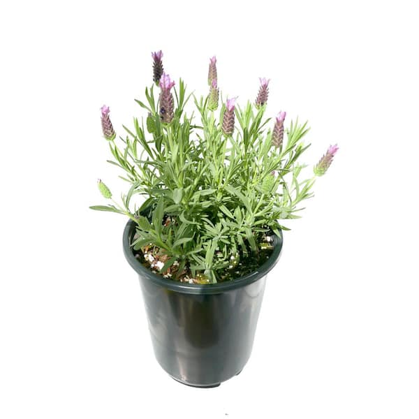 Unbranded 1.5GL Lavender stoechas Perennial Plant with Purple Flowers - 1 Pack