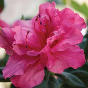 3 Gal. Autumn Rouge Shrub with Ruffled Bright Pink Reblooming Flowers