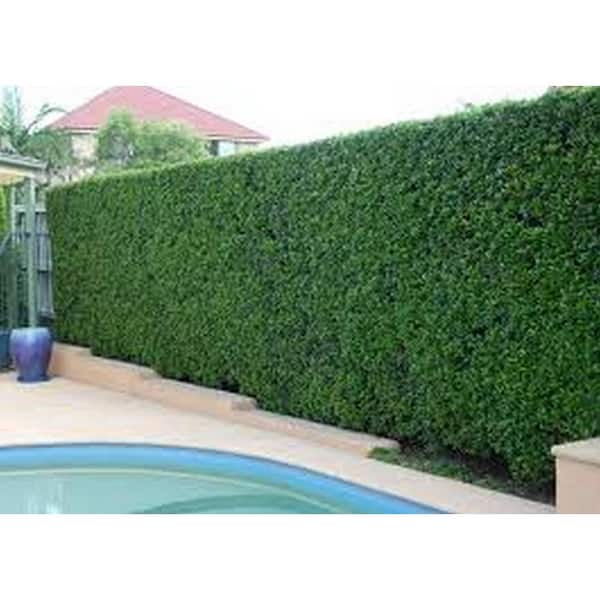 Runesay 20 in. Composite Garden Fence Artificial Hedge Boxwood