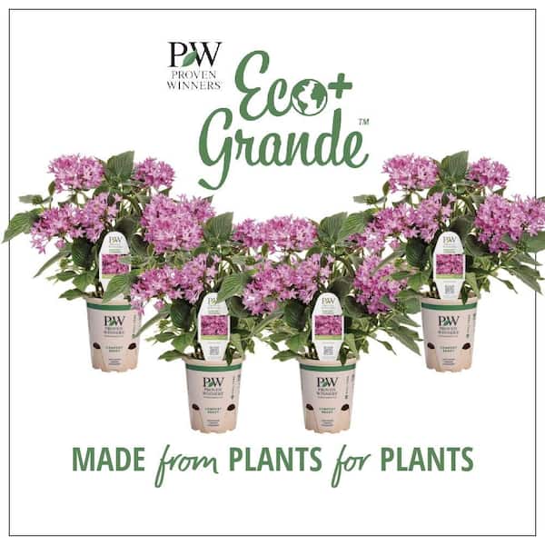 4.25 in. Eco+Grande Sunstar Lavender Egyptian Star Flower (Pentas) Live Plant, Purple Flowers (4-Pack)