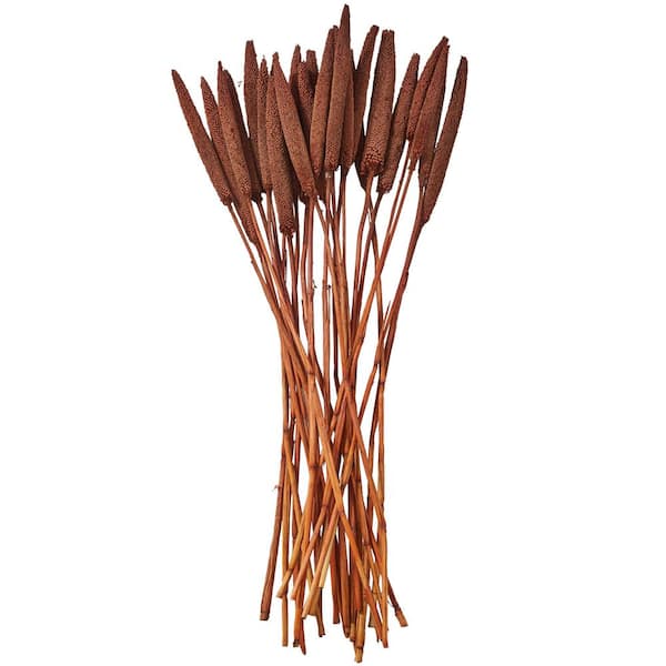 Litton Lane 20 in. Bunny Tail Natural Foliage with Long Stems (1 Bundle)