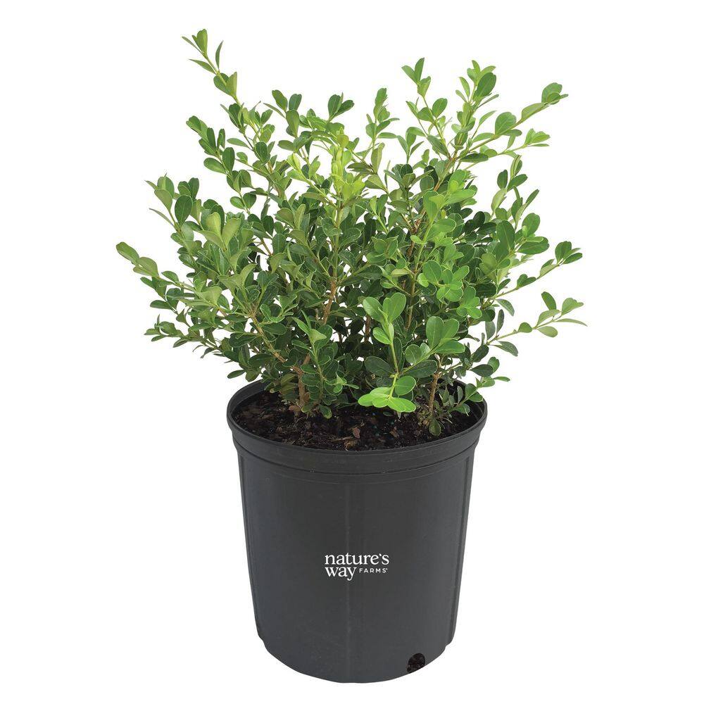 1.72 Gallon Japanese Boxwood Foundation/Hedge Shrub (1-Pack) price history on PriceWatchPro