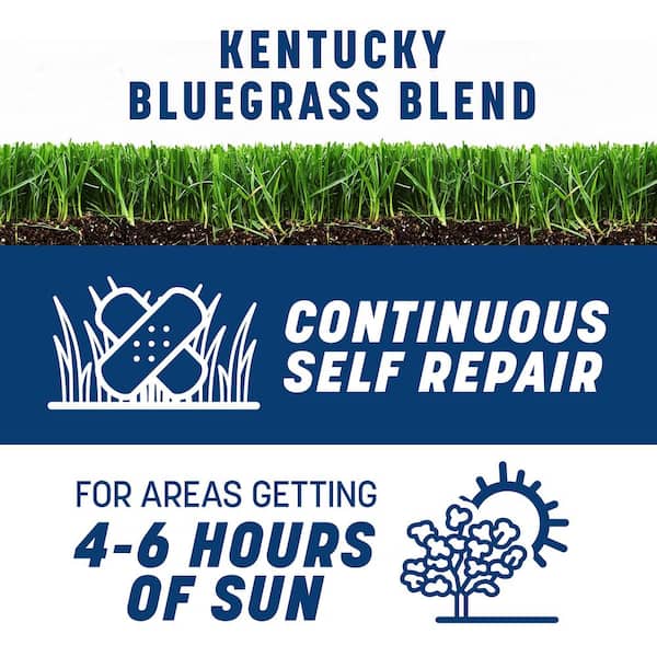 Smart Seed Kentucky Bluegrass 3 lb. 2,000 sq. ft. Grass Seed Blend