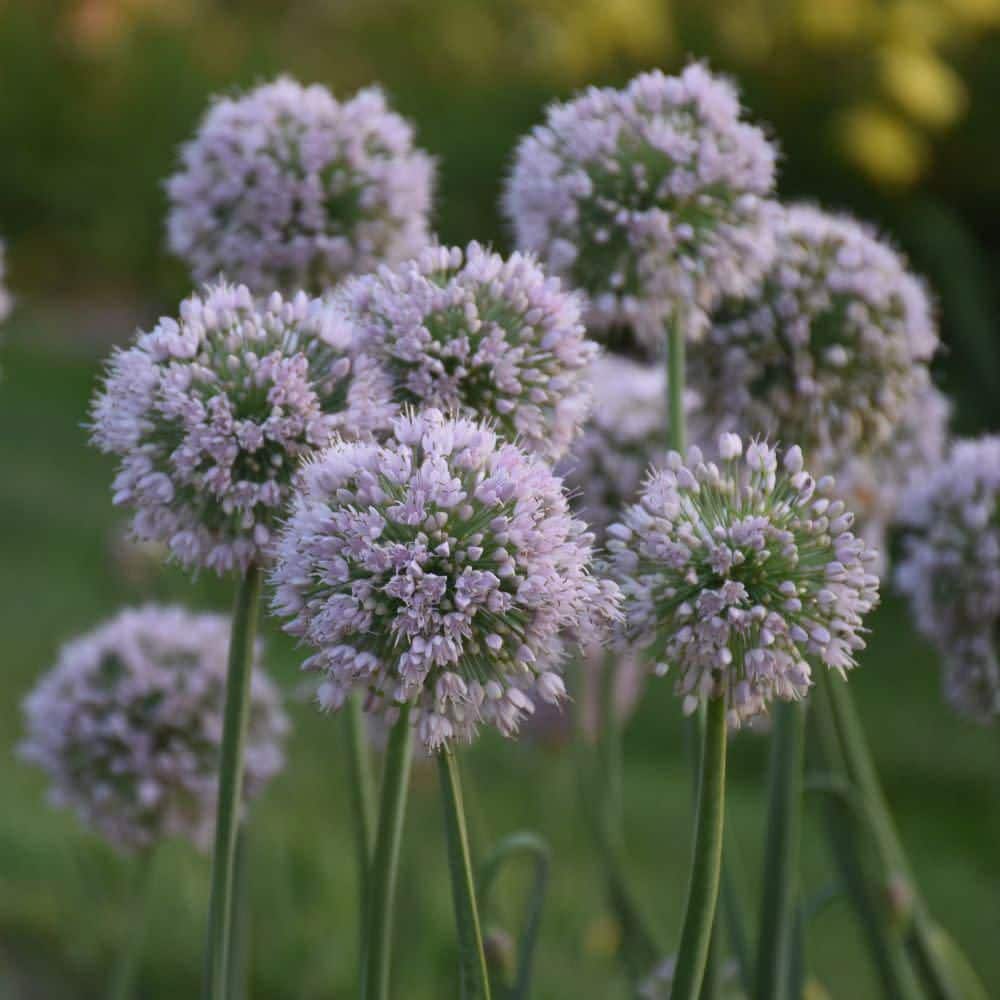 Proven Winners 0.65 Gal. 'Bobblehead' Ornamental Onion (Allium