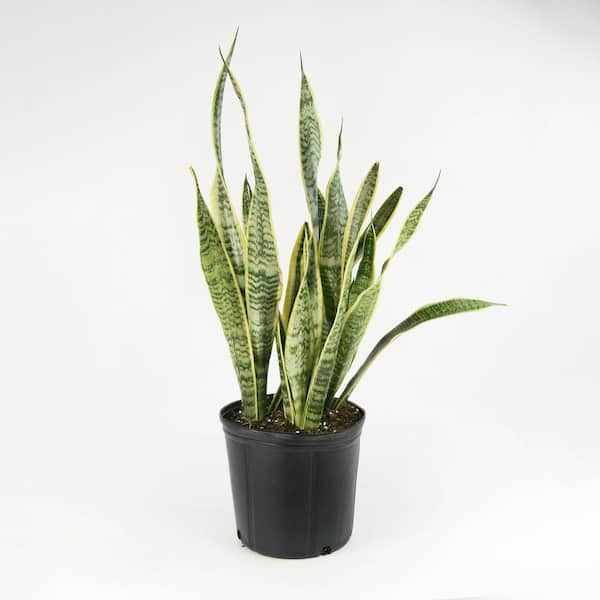 national PLANT NETWORK 2 Gal. 'Laurentii' Snake Plant (Sansaveria) in ...