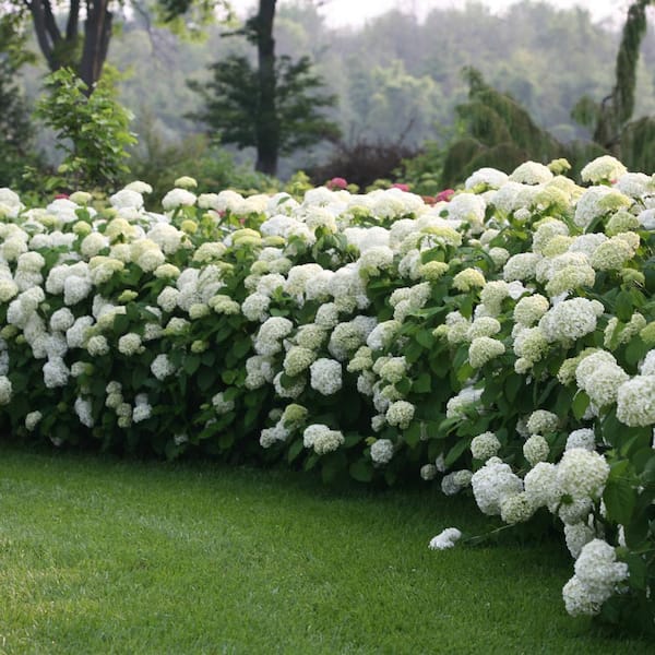 PROVEN WINNERS 5 Gal. Incrediball Hydrangea Shrub with Enormous