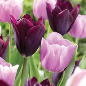 12/+ cm Purple and Pink Mix Triumph Tulip Flower Bulbs (Bag of 250)