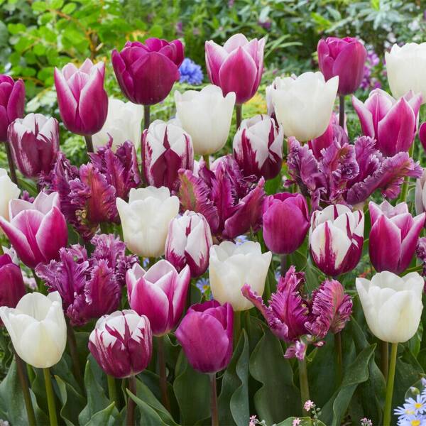 VAN ZYVERDEN Tulips Extended Bloom Elegance Mixture Set of 25 Bulbs