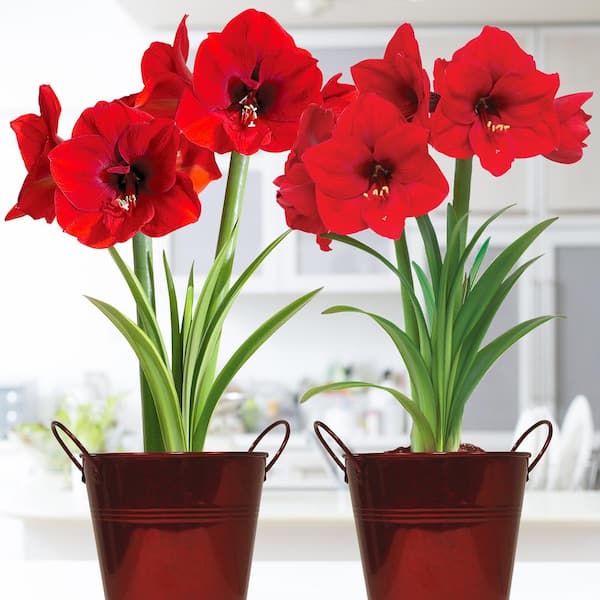 VAN ZYVERDEN Holiday Amaryllis Red Lion Duo (2-Pack) Kits with 5 in. Artisan Decorative Planters, Set of 2 Bulbs