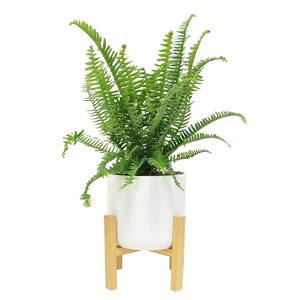 Grower' Choice Fern Plant in 6in. White Mid Century Pot and Stand
