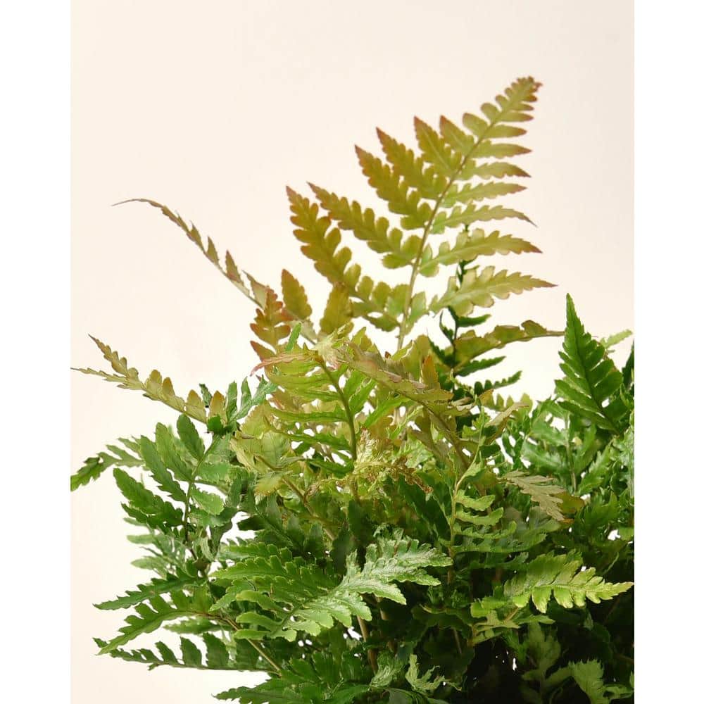 Autumn Fern Plant in 1-Gallon Planter for Shade Gardens