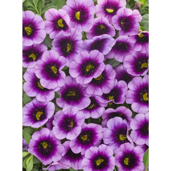 Proven Winners 4 Pack 4 25 In Grande Superbells Blue Moon Punch Calibrachoa Live Plant Purple And Yellow Flowers Belprw The Home Depot