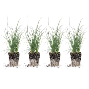 4 in. Green Chives Plant (4-Pack)