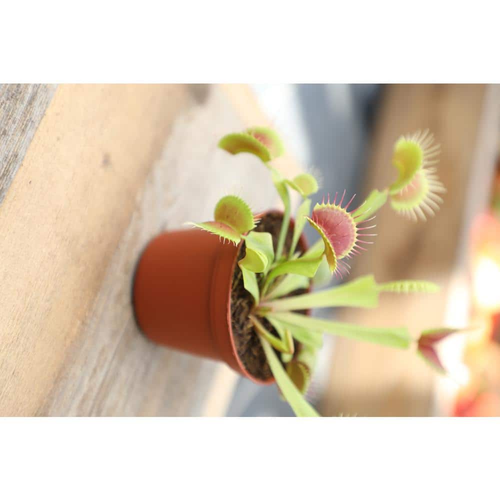 Small Green Venus Fly Trap in Black Grower Pot