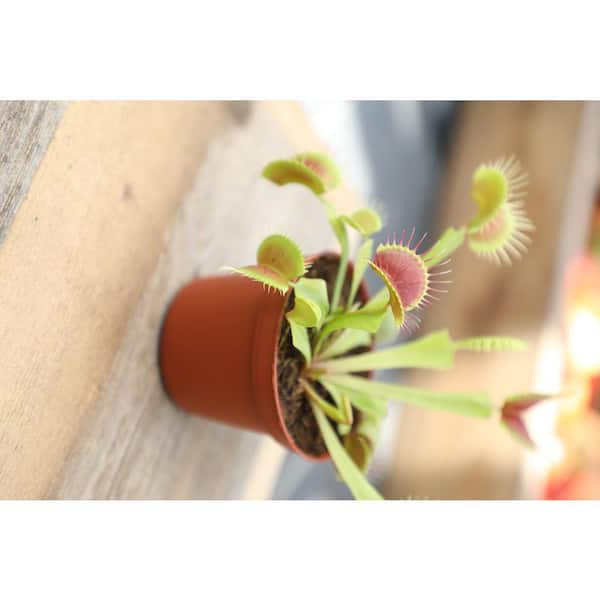 Dionaea Venus Flytrap Indoor House Plant Seed - 10 Seeds - Plants