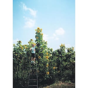 Sunflower Skyscraper, Bright Yellow Flowers (1 oz. Seed Packet)