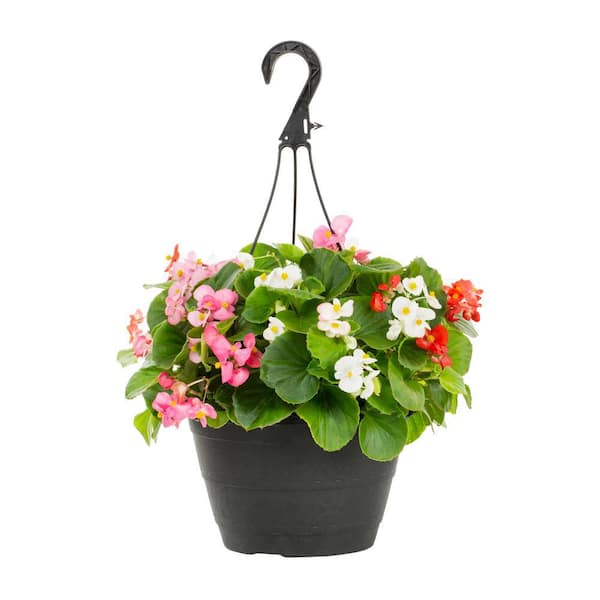 METROLINA GREENHOUSES 1.25 Gal. Begonia Hanging Basket Annual Plant