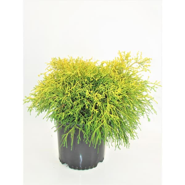 3 Gal. Chamaecyparis Gold Mop Live Evergreen Shrub