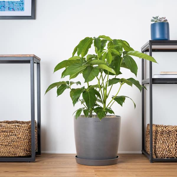 Umbrella Tree Schefflera Amate Live Indoor Outdoor Plant in 10