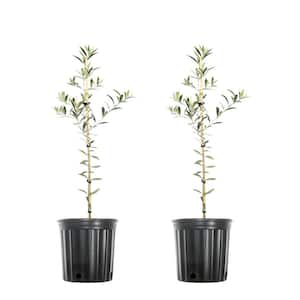 2 ft. - 3 ft. Arbequina Olive (2-Pack)