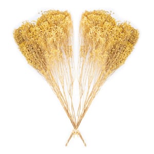 24 in. Yellow Dried Natural Broom Bloom (2-Pack)