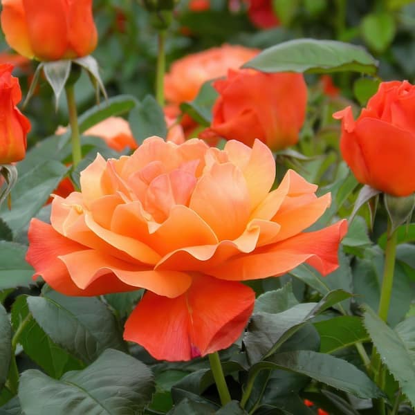 national PLANT NETWORK Bare Root Rose Maria Stern Hybrid Tea with