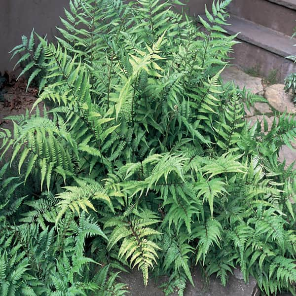 METROLINA GREENHOUSES #5 1 Qt. Japanese Painted Fern Plant 9451 - The ...