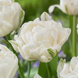 12/Plus cm, Mount Tacoma Double Late Tulip Bulbs, White (Bag of 250)