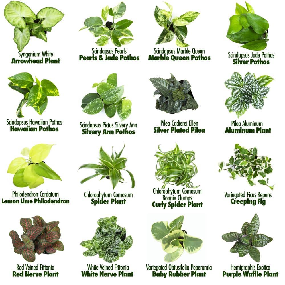 Assorted Easy Care Houseplants in 2" Plastic Pots
