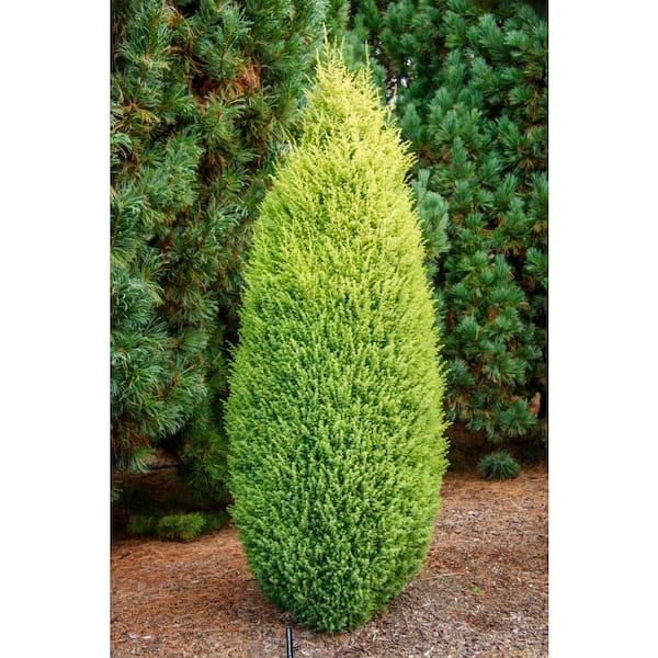Spring Hill Nurseries 3 Gal. Pot Gold Cone Upright Juniper Shrub, Potted Evergreen Plant (1-Pack)