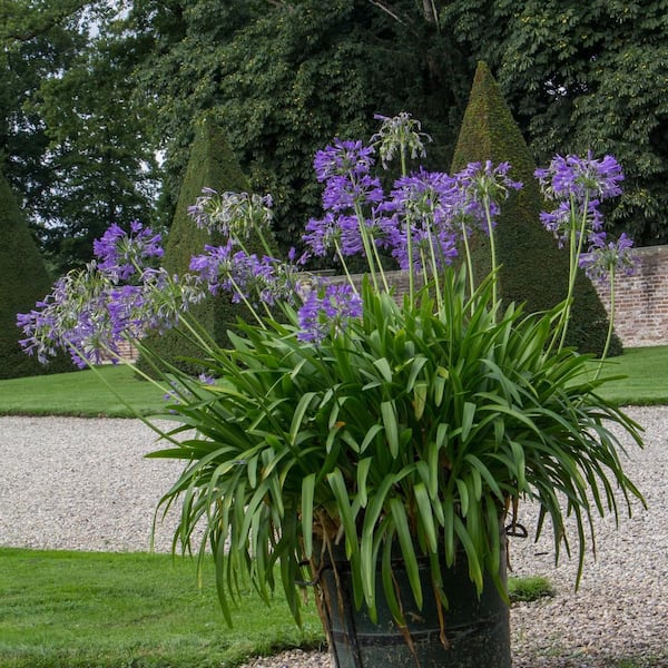 national PLANT NETWORK 1 gal. Agapanthus Plant with Purple Flowers