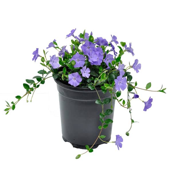 Perennial Vinca Minor Bowles Mauve 2.5 Qt. - 4-Pack 2190 - The