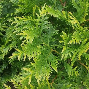 2.5 qt. Pot - Green Giant Arborvitae (Thuja) Tree/Shrub with Fast-Growing Evergreen Foliage, 18+ in Tall