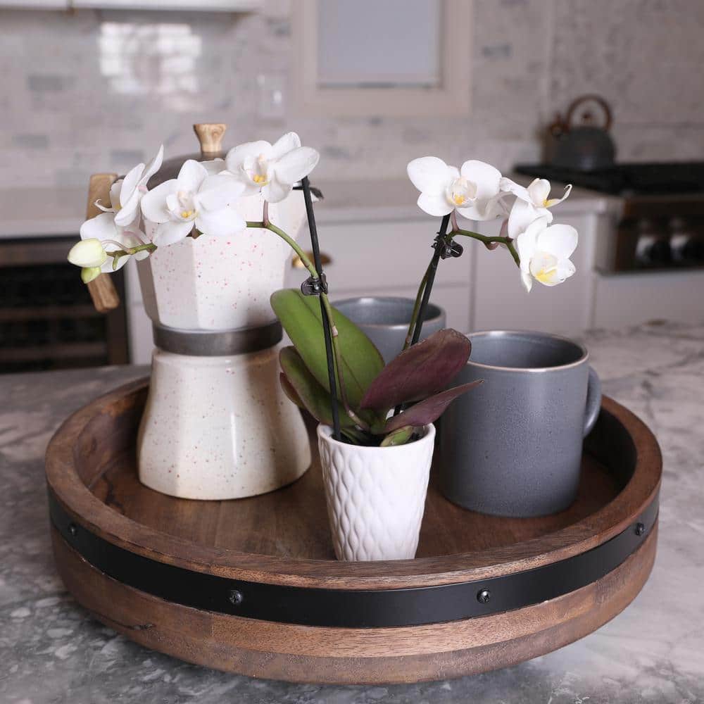 White and Yellow Mini Orchid in Ceramic Pot