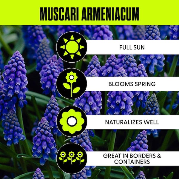 Grape Hyacinths (Set of 50)