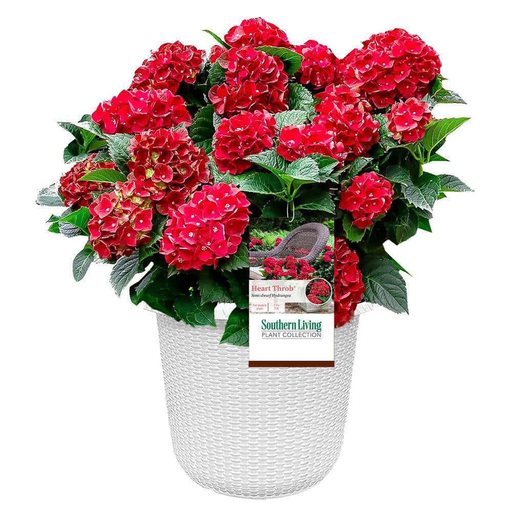 2 Gal. Heart Throb Hydrangea with Cherry Red Flowers in Decorative Container price history on PriceWatchPro