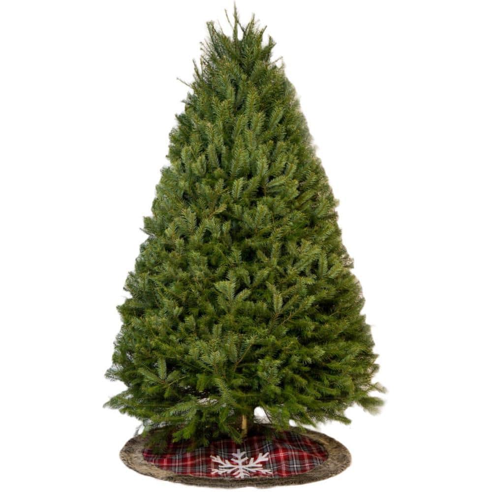 5.6 ft. Fresh Cut Real Christmas Tree Douglas Fir