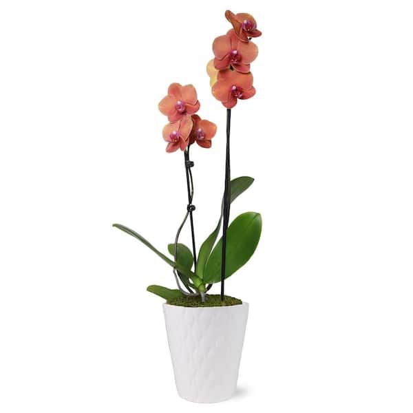 Just Add Ice Premium Orchid (Phalaenopsis) Salmon Plant in 5 in. White Ceramic Pottery