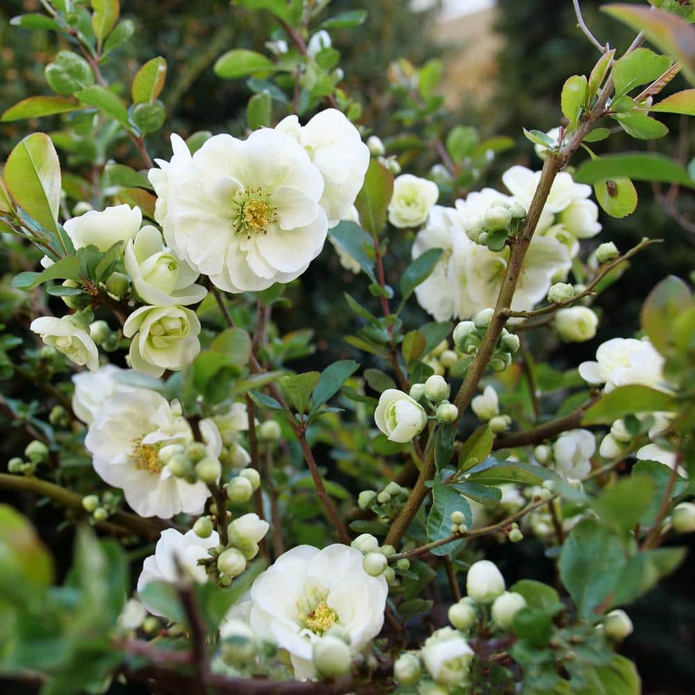 4.5 in. Qt. Double Take Eternal White Quince (Chaenomeles Speciosa) Flowering Shrub With White Flowers price history on PriceWatchPro
