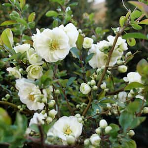 4.5 in. Qt. Double Take Eternal White Quince (Chaenomeles Speciosa) Flowering Shrub With White Flowers