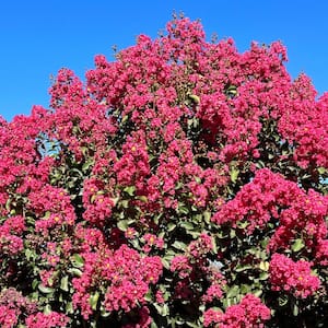 #5 container Tuscarora Pink Crape Myrtle Tree