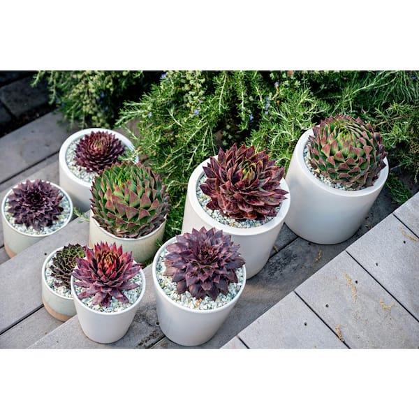 EVERDE GROWERS 8 in. Hens and Chicks Onyx Succulent Plant